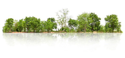 group tree isolate on white background