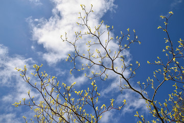 Budding green leaves on branches against blue sky and clouds, spring concept