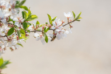 Pink hairy cherry flowers blooming outdoors,Cerasus tomentosa 