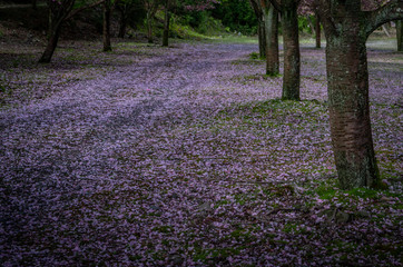 桜の森
