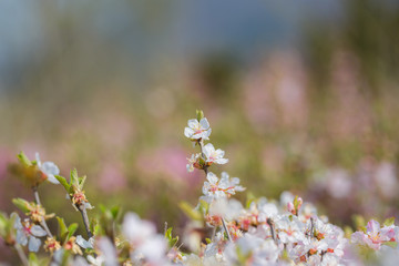 Pink hairy cherry flowers blooming outdoors,Cerasus tomentosa 