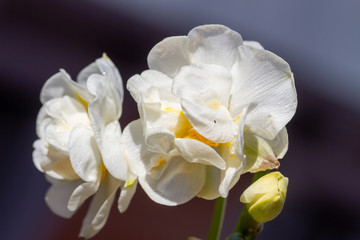 Obraz na płótnie Canvas Freesia flowering plants in spring natural light