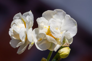 Fototapeta na wymiar Freesia flowering plants in spring natural light