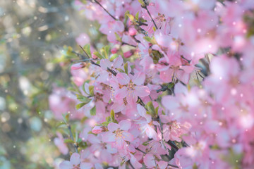 Pink hairy cherry flowers blooming outdoors,Cerasus tomentosa 
