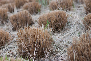 dry pieces of grass in symmetric image