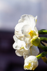Naklejka na ściany i meble Freesia flowering plants in spring natural light