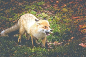 Red Fox - Vulpes vulpes, close-up portrait with bokeh of pine trees in the background. Making eye contact.
