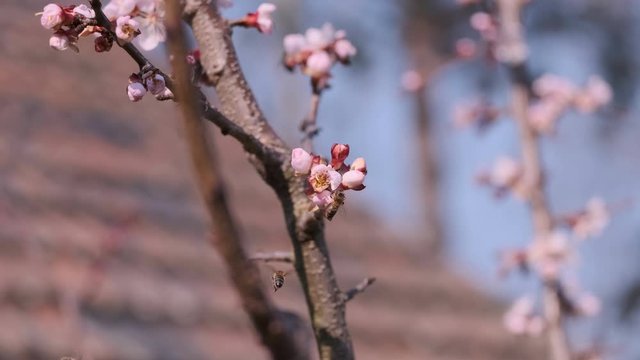Spring flowers of peach tree fruit tree pollinating bees