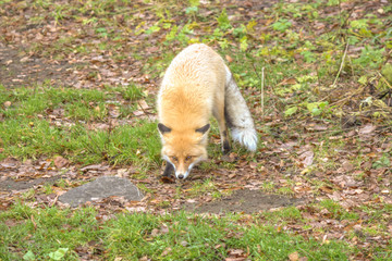 Red Fox - Vulpes vulpes, close-up portrait with bokeh of pine trees in the background. Making eye contact.