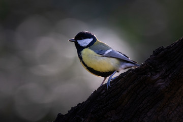 mésange charbonnière