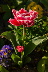 Tulipe en fleur