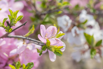 Pink hairy cherry flowers blooming outdoors,Cerasus tomentosa 