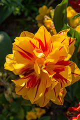 Obraz premium Tulipe en fleur