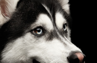 Closeup Portrait of Siberian Husky Dog with different Blue eyes on Isolated Black Background