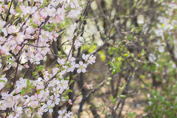 Pink hairy cherry flowers blooming outdoors,Cerasus tomentosa 