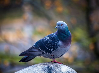 Pigeon