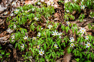 When the nature is awaking during spring time