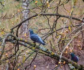 Pigeon on a branch