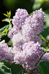 Close-up of a branch of blooming lilac