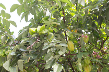 A plant of carambola