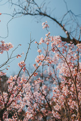 sakura cherry blossoms tree in pink color on blue sky background for nature