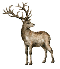Watercolor brown deer. Realistic hand-painted herbivorous wild animal isolated on white background. Elk illustration.