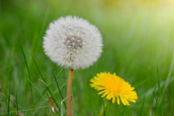 Close-up of two dandelions in the garden, with a yellow flower or with a white seed ball.