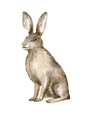 Watercolor brown european hare. Realistic hand-painted herbivorous wild animal isolated on white background