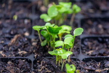 Sprouts of radish vegetables (species Raphanus raphanistrum) in fertile soil of germination tray, after 6 days seeding and nurtured in natural organic conditions.