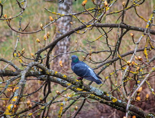 Pigeon on a branch