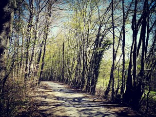 Fototapeta premium Wanderung Wald Frühling Mariatrost Graz