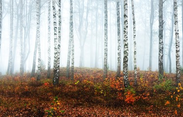 Fototapety  Panoramiczny widok na mglisty las brzozowy w pochmurny jesienny dzień. Pnie drzew w porannej mgle. Kolorowe żółte, pomarańczowe i czerwone liście na ziemi. Bajkowy krajobraz. Finlandia