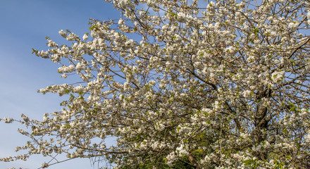 Cherry blossom on tree coming into bloom in spring