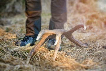 Hunter man in the forest. He stand over the deer antler. Dry grass on the spring.