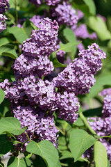 Close-up of a branch of blooming lilac