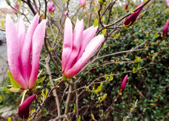 Two buds of a large pink Magnolia on a Sunny spring day in Poland . Spring flowers in the Park