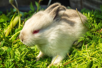 Little rabbit of light color on a background of green grass