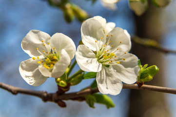 Cherry branch blossoms in spring against a blue sky