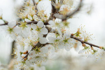 Weiße Strauchblüte
