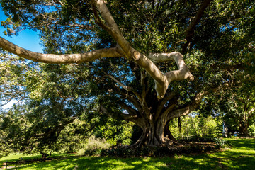 An old tree in the Royal Botanic Garden of Sydney, New South Wales in Australia park not far away of the opera house as life went back after the bush fires. 