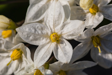 Spring flowers. Spring background. Beautiful five white petal flowers with yellow center