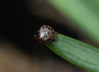Tick (Ixodes ricinus) sits on a green grass, this kind of animal is a dangerous parasite and carrier of infection