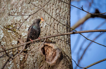 Starling bird. Sturnus vulgaris bird. 