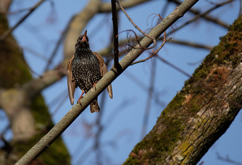 Starling bird. Sturnus vulgaris bird. 
