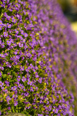 Obraz premium Blumenwiese