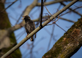 Starling bird. Sturnus vulgaris bird. 