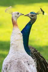 A peacock (blue) and a peahen (white), 