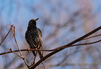 Starling bird. Sturnus vulgaris bird. 