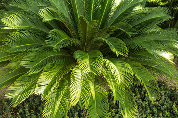 lush cycas revoluta. fake small palm tree
