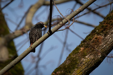 Starling bird. Sturnus vulgaris bird. 